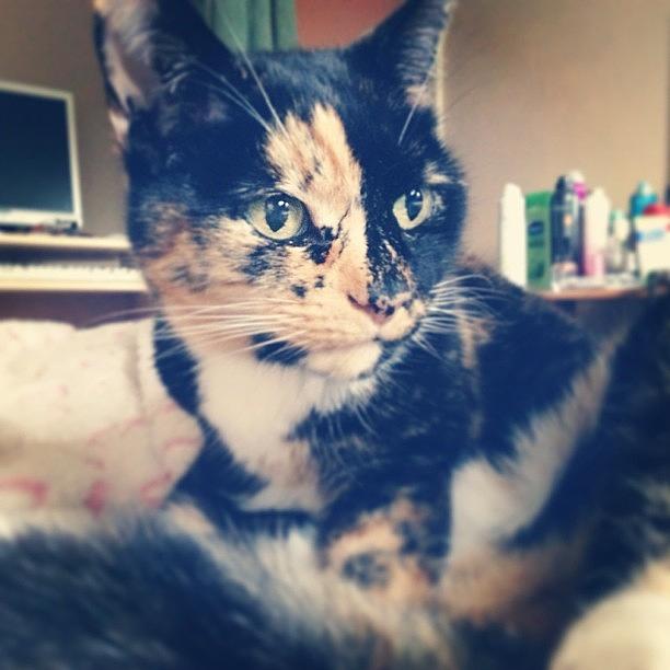 Cat Photograph - Hey Jazzy #jasmine #jas #jaz #jazzy by Charlotte Turville