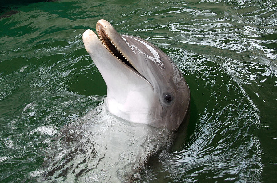 Dolphin Photograph - Hi by John Schneider