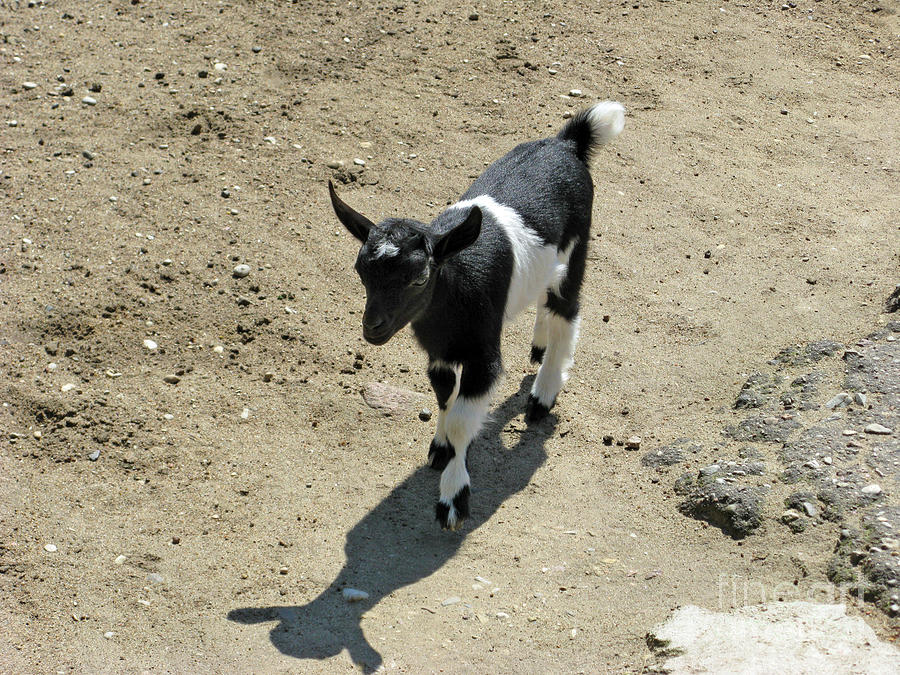 Goat Photograph - Hi What is your name by Ausra Huntington nee Paulauskaite