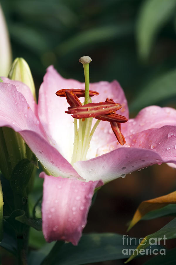 Nature Photograph - Hibicus flower by Patty Malajak