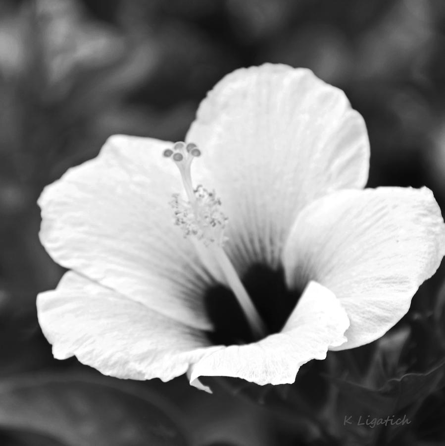 Hibiscus - Black and White Square Photograph by Kerri Ligatich