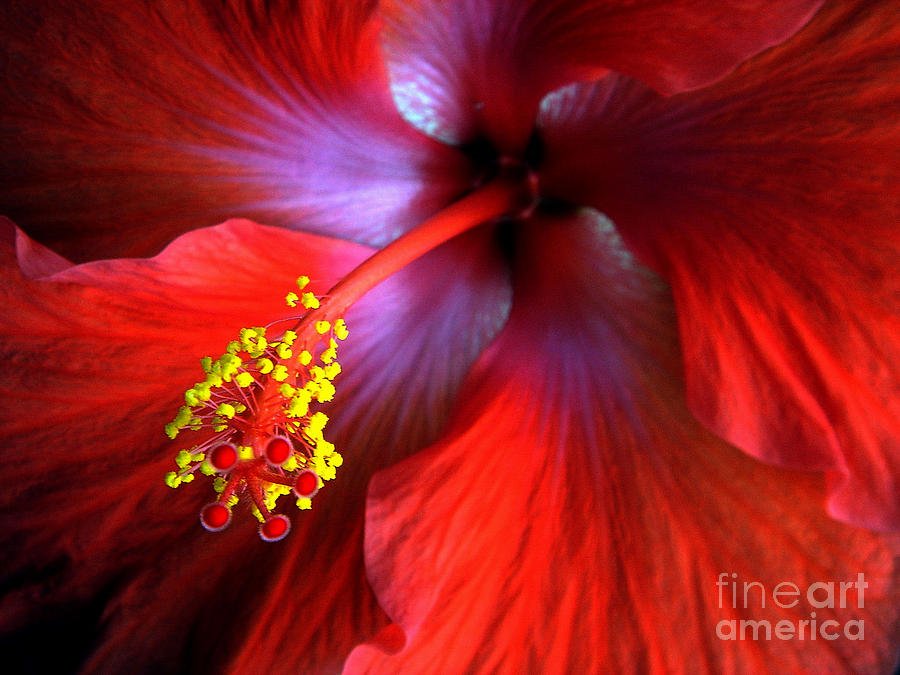 Garden Photograph - Hibiscus  by Andrea Kollo