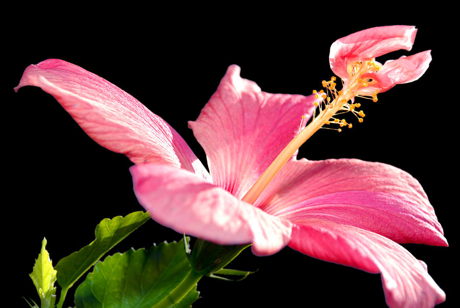 Hibiscus Photograph by Anthony Citro