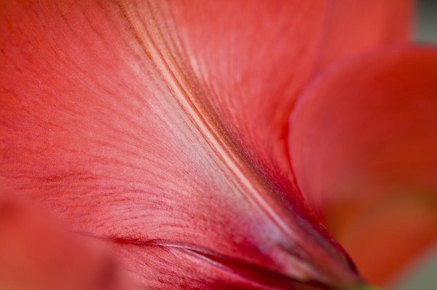 Hibiscus Backside Photograph by Rich Franco