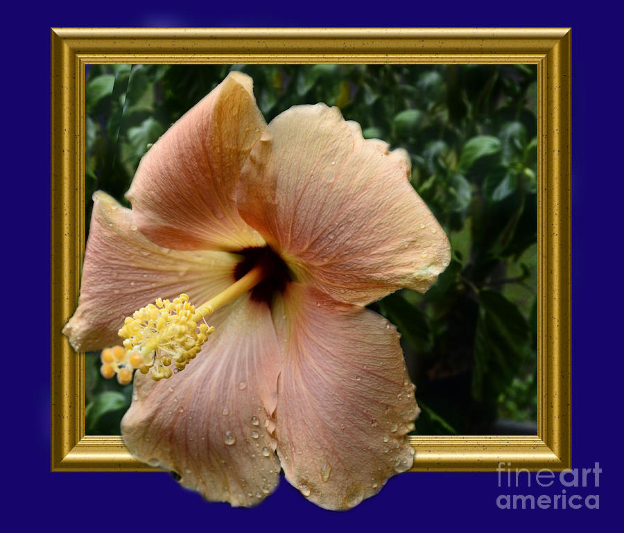 Hibiscus Beauty 3D Photograph by Donna Brown