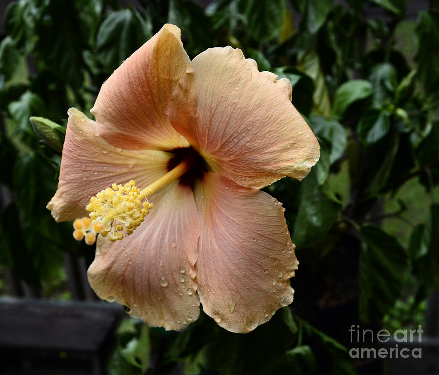 Hibiscus Beauty  Photograph by Donna Brown