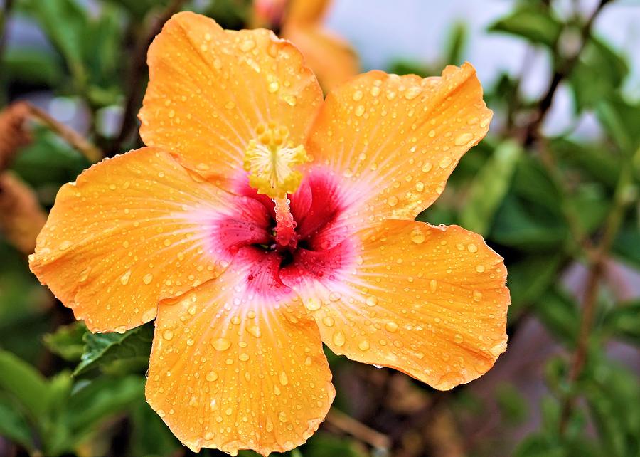 Hibiscus Beauty Photograph by Elizabeth Budd