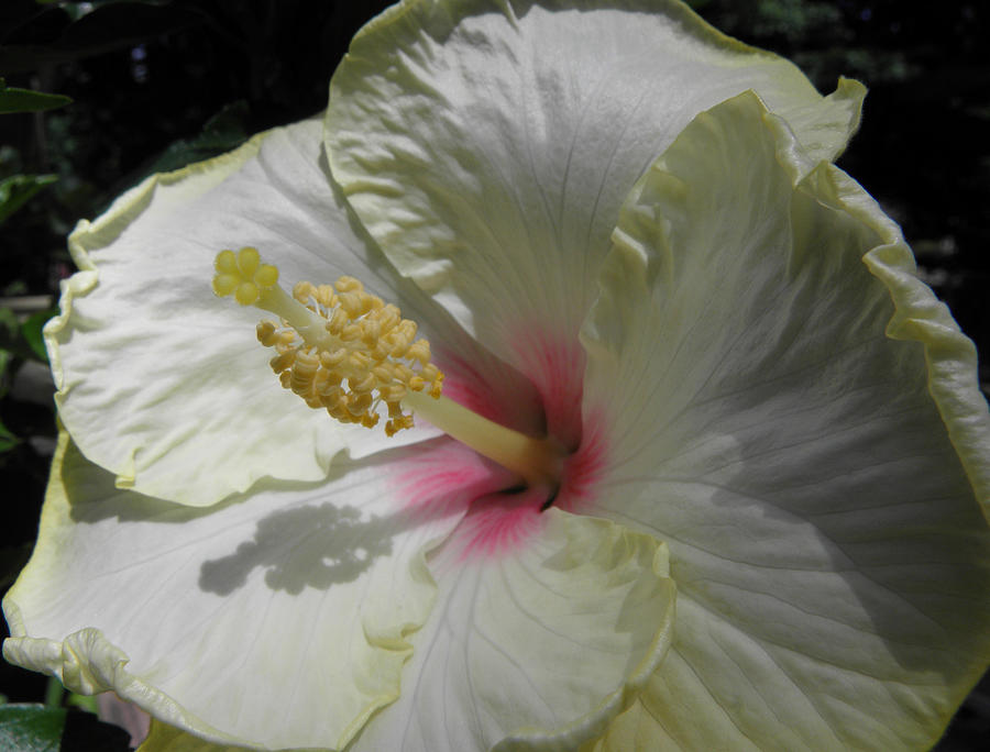 Hibiscus Beauty Photograph by Kim Galluzzo