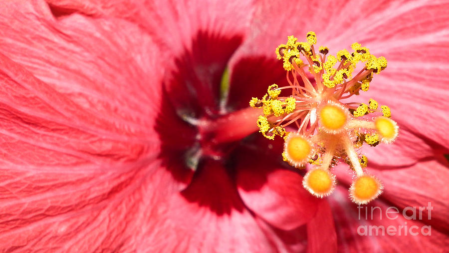 Hibiscus Beauty Photograph by Tammy Chesney