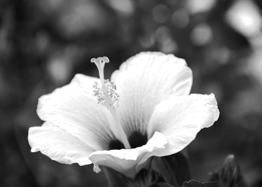 Hibiscus Black and White Photograph by Kerri Ligatich