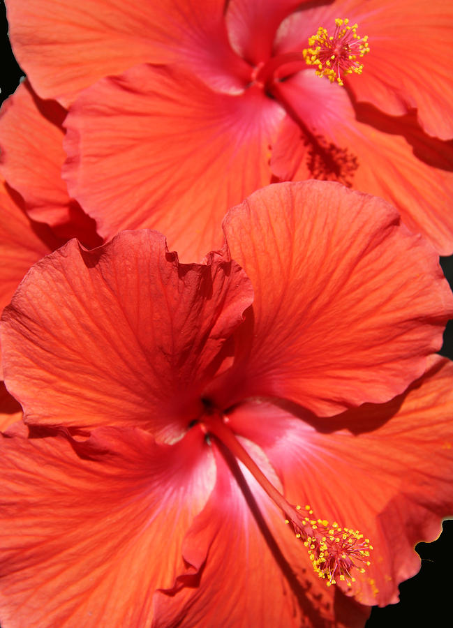 Hibiscus Photograph by Carol McCutcheon - Fine Art America