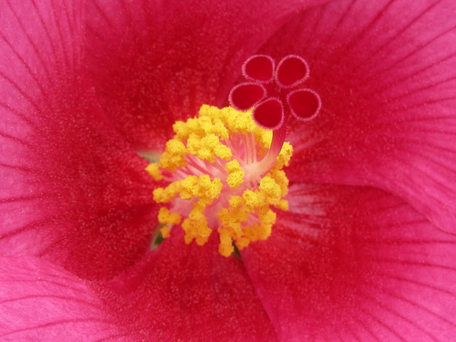 Hibiscus Center Photograph by Vijay Sharon Govender