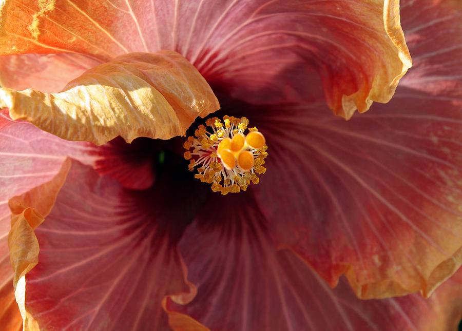 Hibiscus Photograph by Chris Anderson