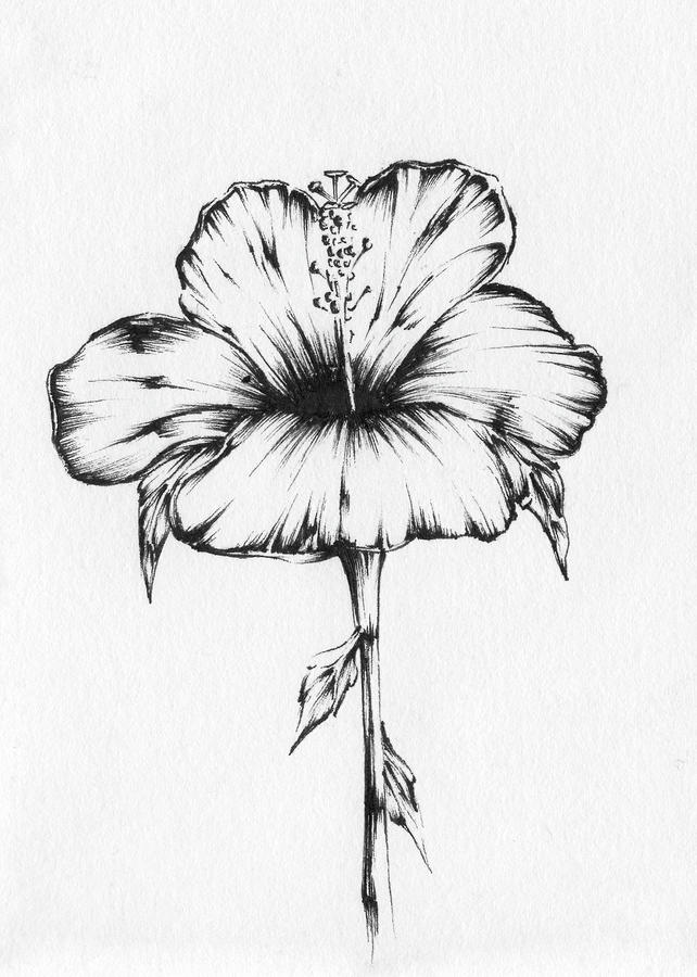 Flowers Still Life Drawing - Hibiscus by Christopher Lem
