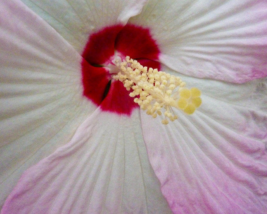 Hibiscus Photograph by Craig Leaper