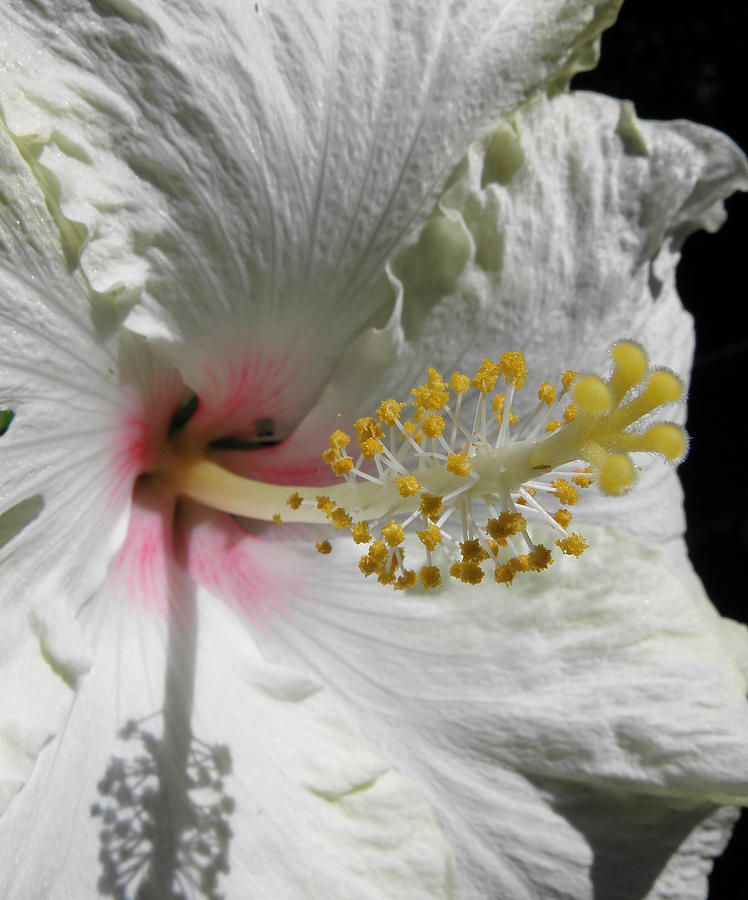 Hibiscus creams Photograph by Kim Galluzzo Wozniak