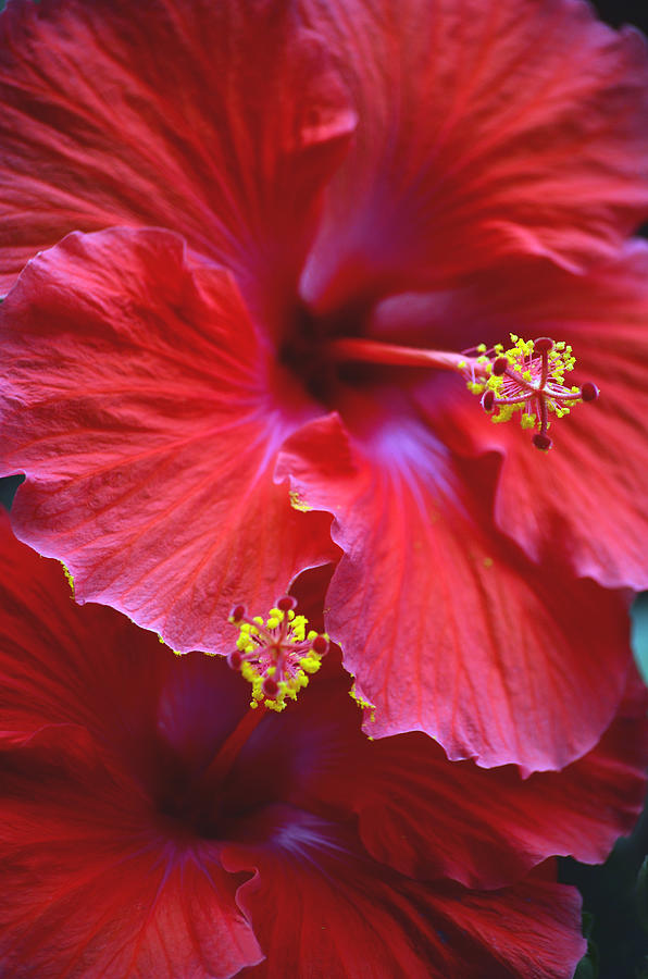 Hibiscus Duo Photograph by Sandi OReilly