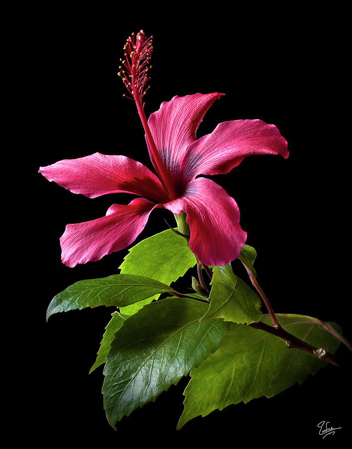 Hibiscus Photograph by Endre Balogh