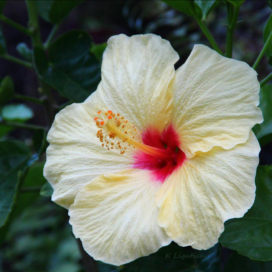 Hibiscus Faded Beauty Photograph by Kerri Ligatich