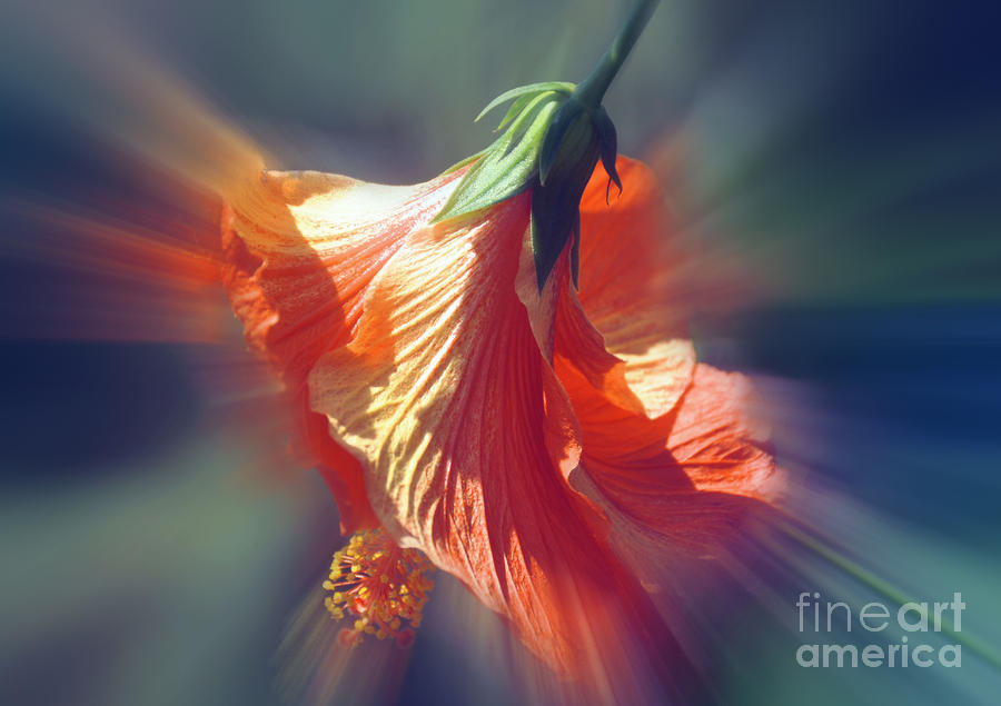 Hibiscus Fan Photograph by Elaine Manley