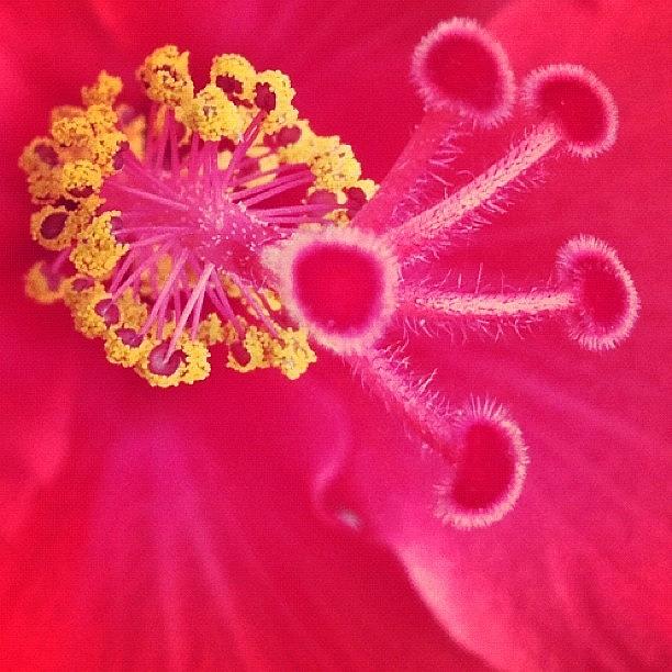 Flowers Still Life Photograph - Hibiscus Flower. #hibiscus #flower by Darren Frankish
