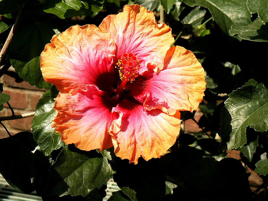 Flower Photograph - Hibiscus Flower by Lisa Phillips