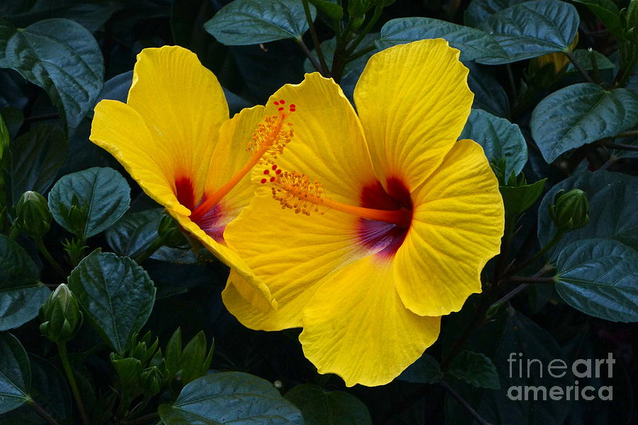 Hibiscus Happiness Photograph by Byron Varvarigos