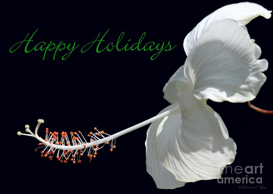 Holiday Photograph - Hibiscus Holiday Card by Sabrina L Ryan