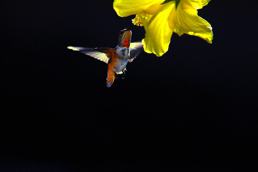 Hummingbird Photograph - Hibiscus Hummer on Black by Lynn Bauer