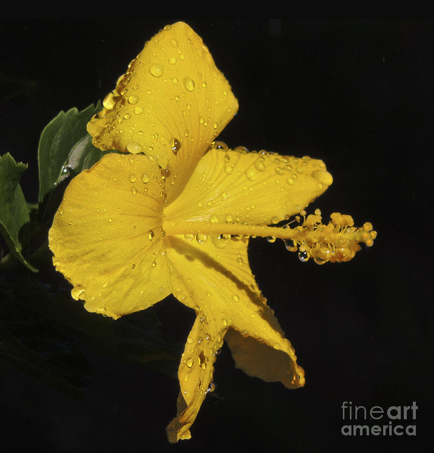 Hibiscus in the Rain Digital Art by L J Oakes