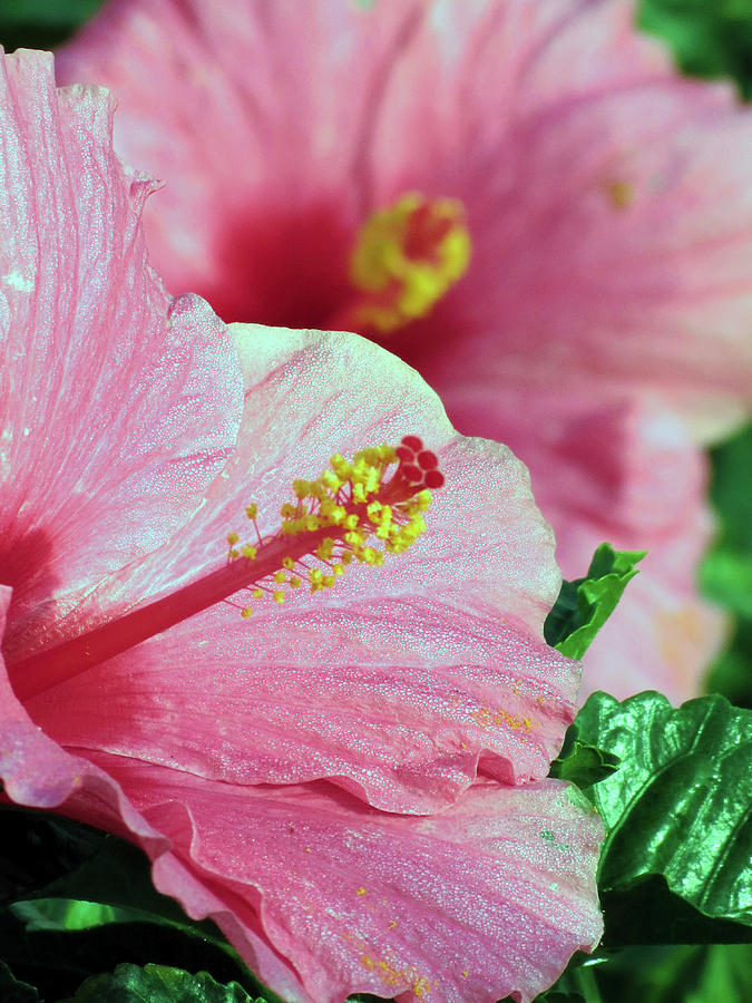 Hibiscus Photograph by Janice Drew