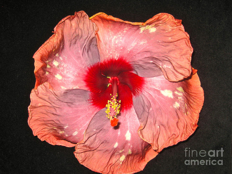 Hibiscus Photograph by Joan McArthur