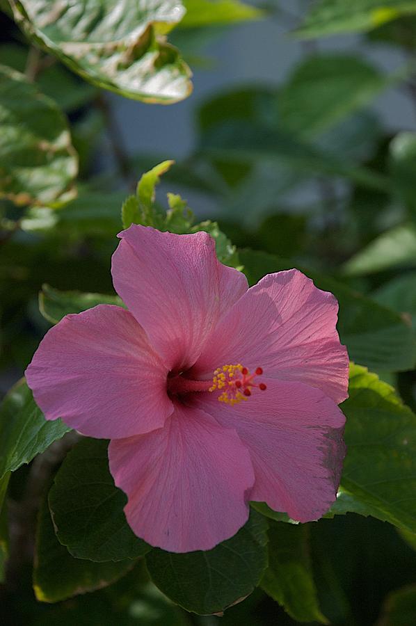 Hibiscus Photograph by Joseph Yarbrough