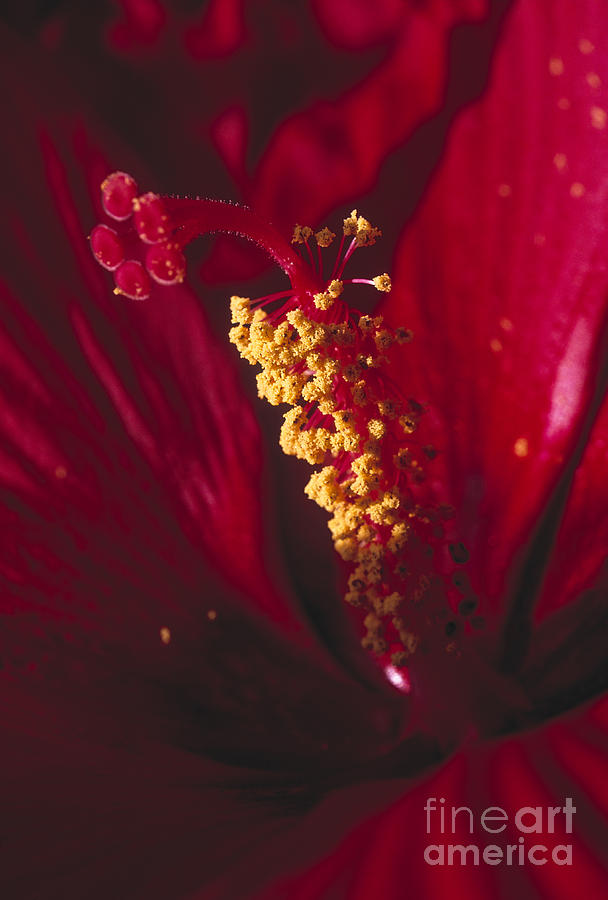 Beauty In Nature Photograph - Hibiscus by Juan Silva
