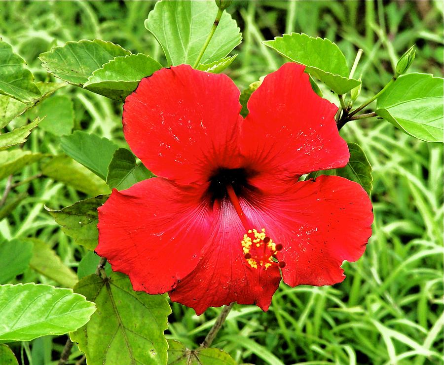 Hibiscus Photograph by Lorenzo Simmons | Fine Art America