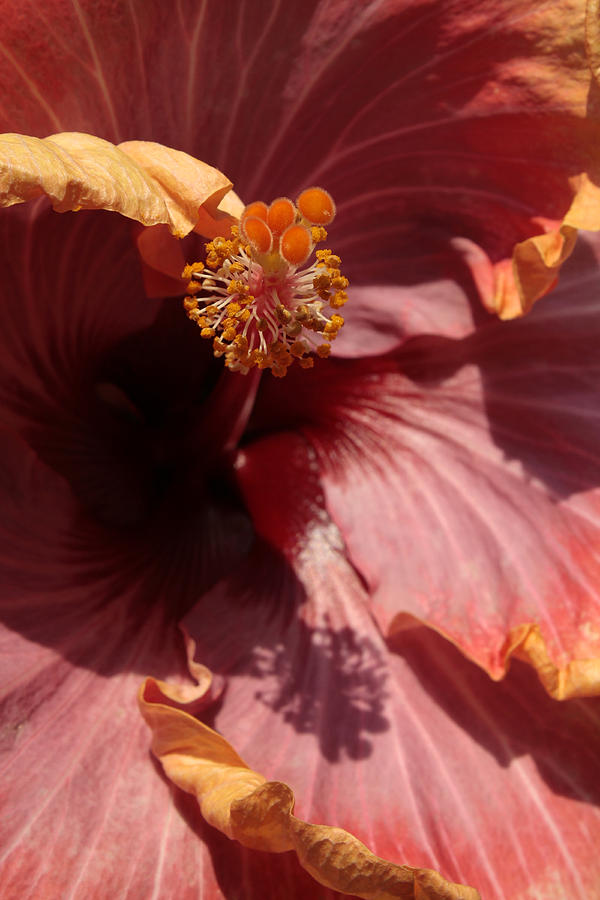 Hibiscus Macro Photograph by Chris Anderson