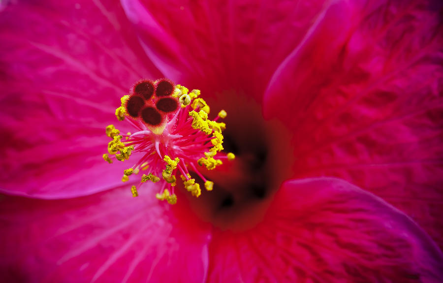 Hibiscus Macro Photograph by Joe Carini - Printscapes