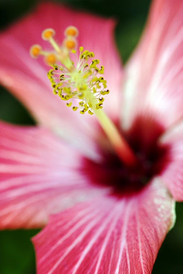 Nature Photograph - Hibiscus by Maureen Bates