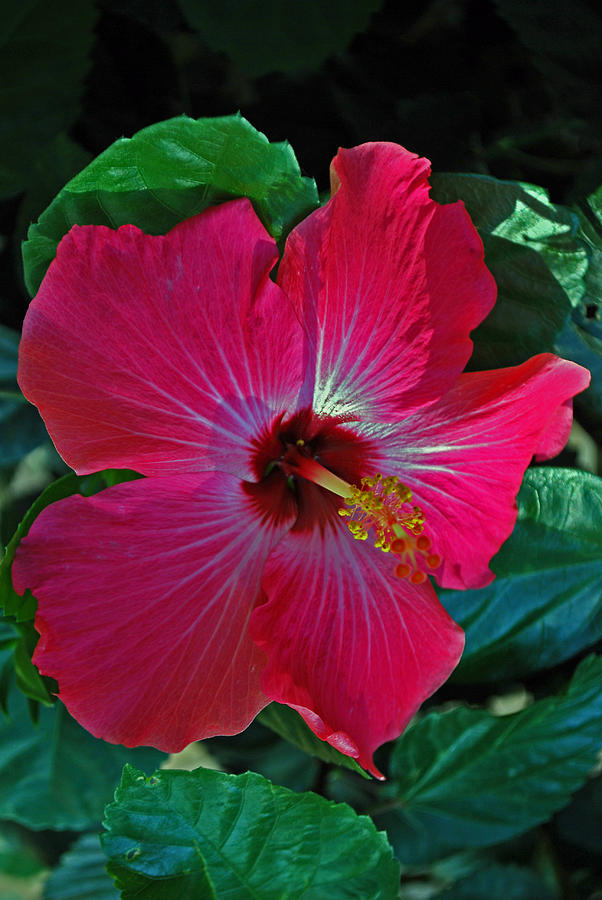 Nature Photograph - Hibiscus by Michelle Cruz