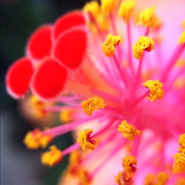 Summer Photograph - 💗💛❤hibiscus💗💛❤ #nature by ♌ 🌸chrissy🌸