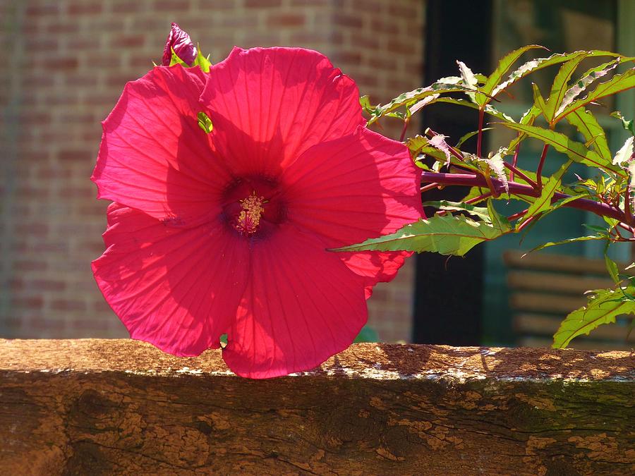 Hibiscus on stone wall Photograph by Jeanette Oberholtzer