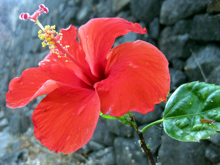 Hibiscus on the Rocks Photograph by Sarah Hornsby