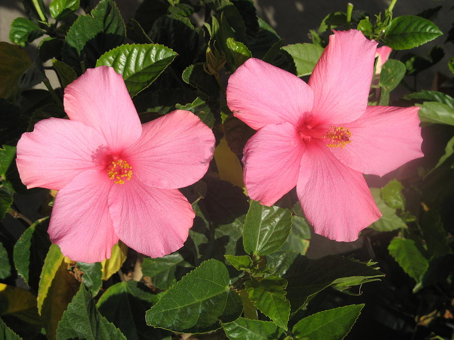 Hibiscus Pair Photograph by Richard Bryce and Family