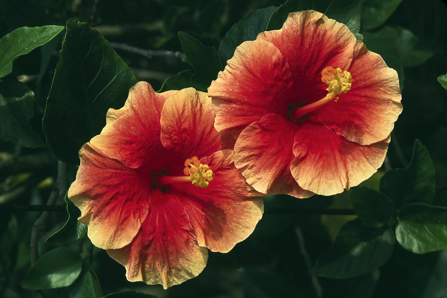 Hibiscus Pair Photograph by Sally Weigand