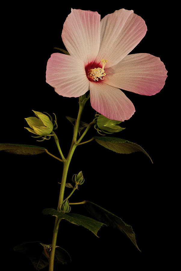 Hibiscus Portrait Photograph by Onyonet Photo studios