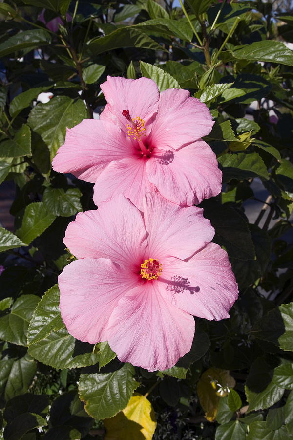 Rosey Pink Photograph - Hibiscus Portrait by Sally Weigand