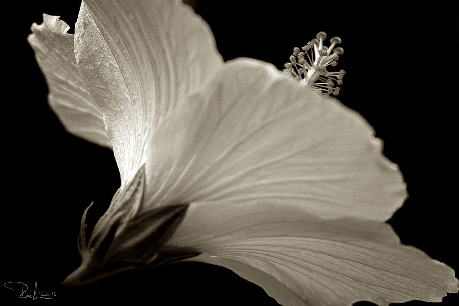Hibiscus Photograph by Raffaella Lunelli