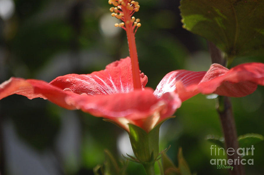 Hibiscus Reaching for the Sun Photograph by Susan Stevens Crosby