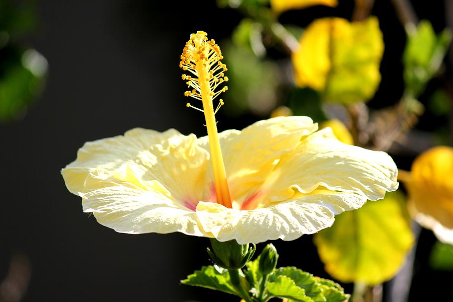 Flowers Still Life Photograph - Hibiscus Rising by Leigh Meredith