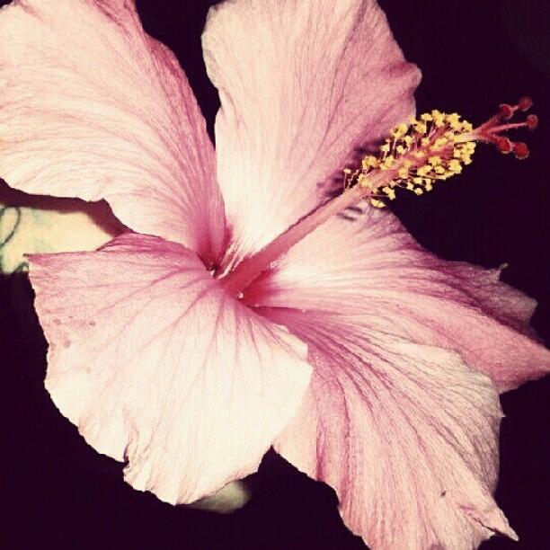 Nature Photograph - Hibiscus by Sarah Booth